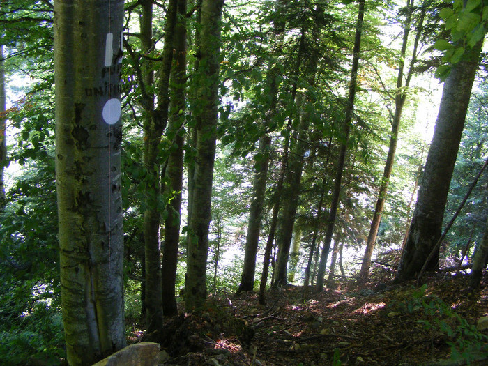 DSCF0975 - Tibles 3