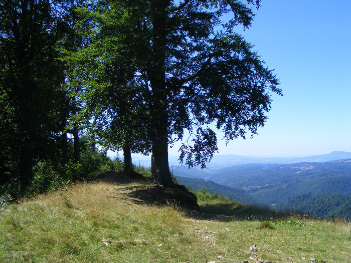 DSCF0978