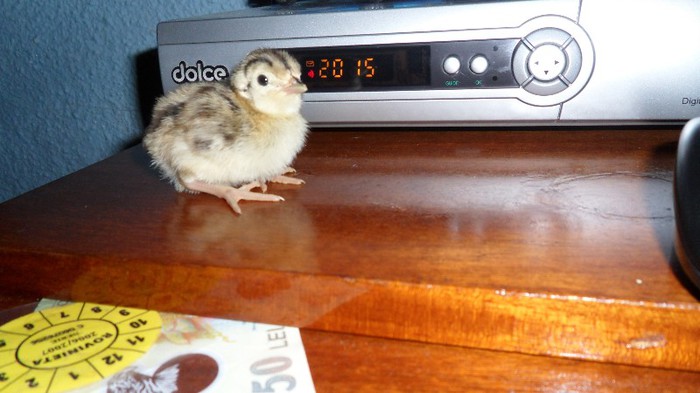 SAM_7094 - FAZANI COMUNI SI TENEBROSI