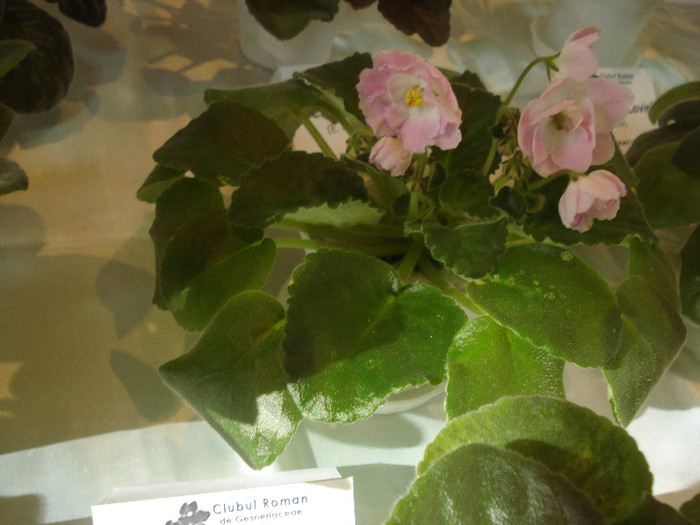expozitie 070