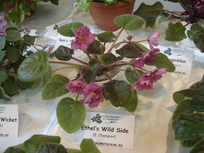 expozitie 081