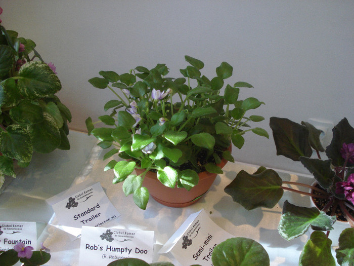 expozitie 083