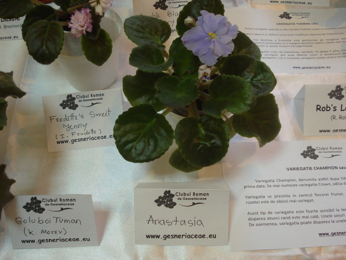 expozitie 089