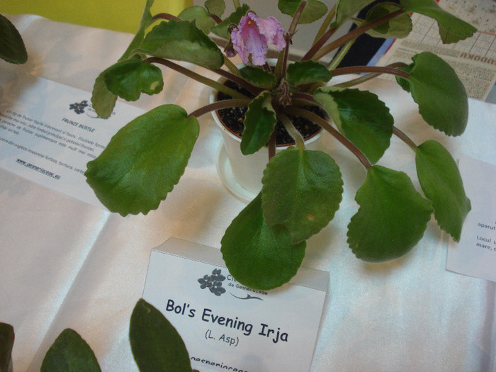 expozitie 094