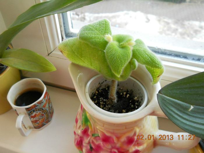 episcia Liliacinda viridis