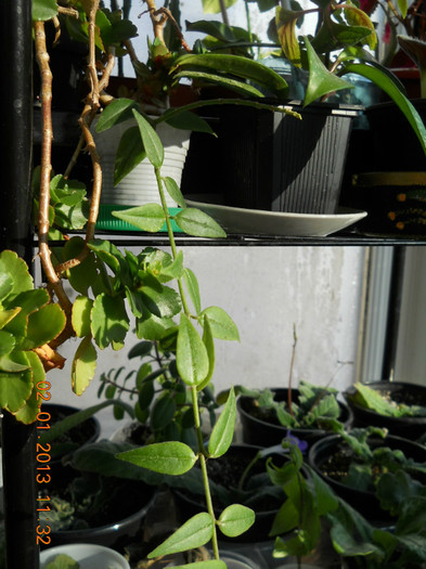 hoya bella , multimesc irene