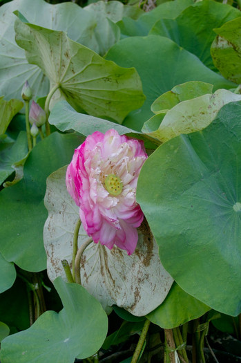Lotus - Thailand - Chatuchak - plants 2010