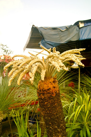 SDIM4491 - Thailand - Chatuchak - plants 2010