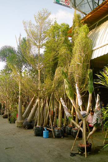 SDIM4549 - Thailand - Chatuchak - plants 2010