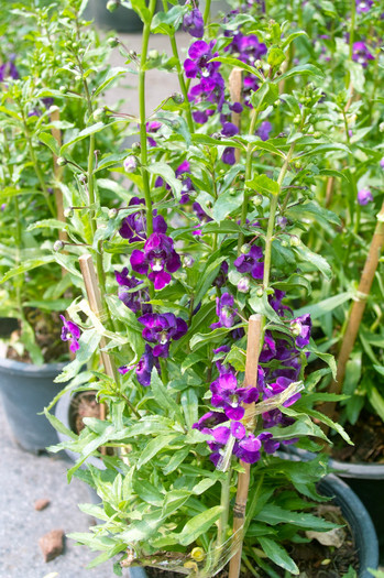SDIM4583 - Thailand - Chatuchak - plants 2010