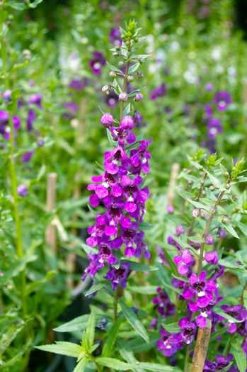 SDIM4584 - Thailand - Chatuchak - plants 2010