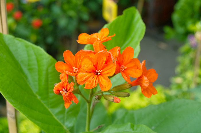 SDIM4614 - Thailand - Chatuchak - plants 2010