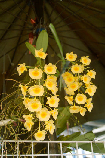 SDIM4626 - Thailand - Chatuchak - plants 2010