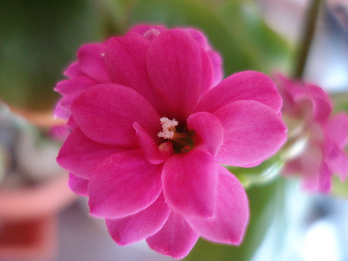 Pink Kalanchoe (2010, February 13) - Kalanchoe Pink