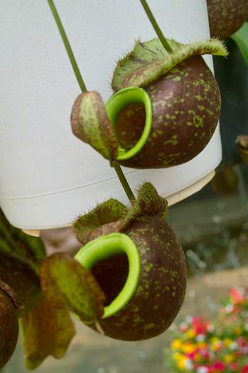 SDIM4627 - Thailand - Chatuchak - plants 2010