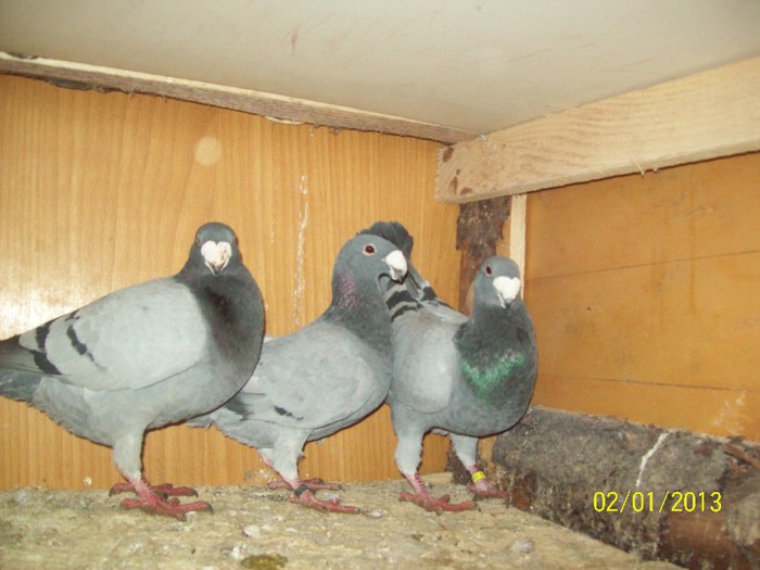 100_6962 - ARHIVA GERMANI DE FRUMUSETE