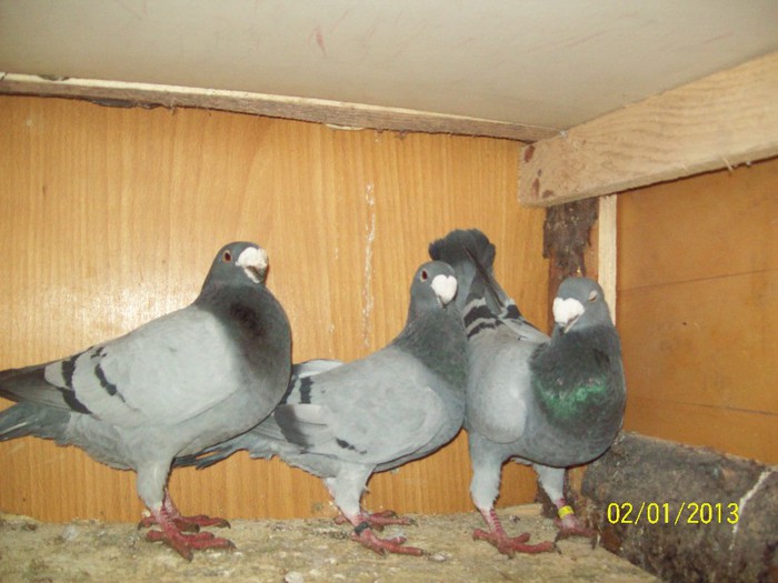 100_6963 - ARHIVA GERMANI DE FRUMUSETE