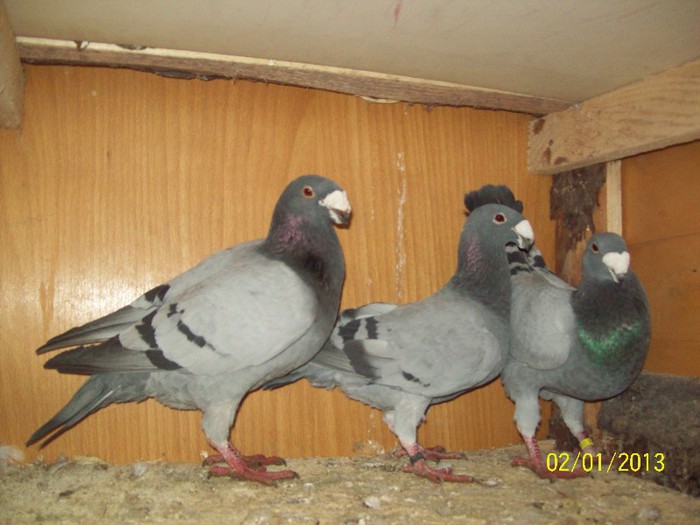 100_6964 - ARHIVA GERMANI DE FRUMUSETE