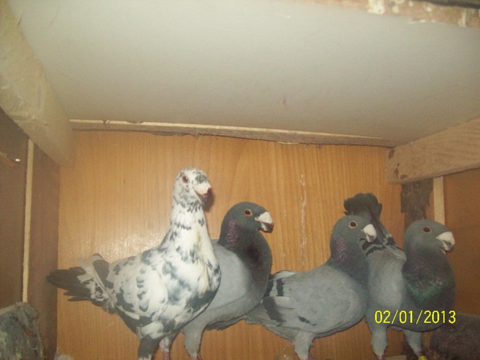 100_6965 - ARHIVA GERMANI DE FRUMUSETE