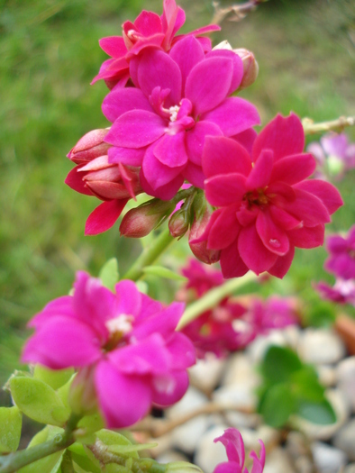 Pink Kalanchoe (2010, April 25) - Kalanchoe Pink