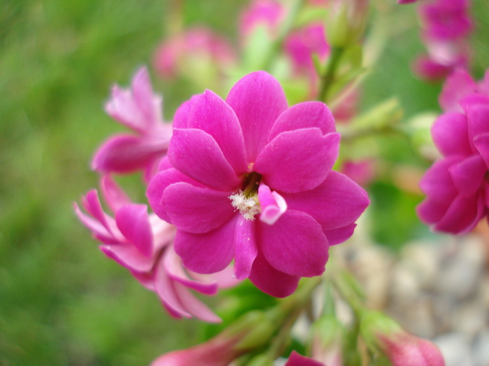 Pink Kalanchoe (2010, April 25) - Kalanchoe Pink