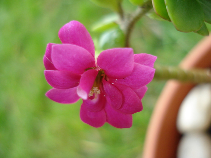 Pink Kalanchoe (2010, April 25) - Kalanchoe Pink