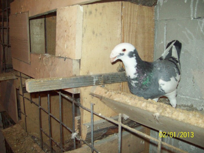 100_7016 - ARHIVA GERMANI DE FRUMUSETE