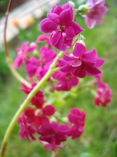 Pink Kalanchoe (2010, April 25) - Kalanchoe Pink