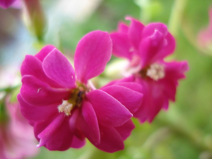 Pink Kalanchoe (2010, April 25)