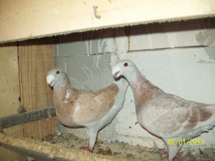 100_7025 - ARHIVA GERMANI DE FRUMUSETE