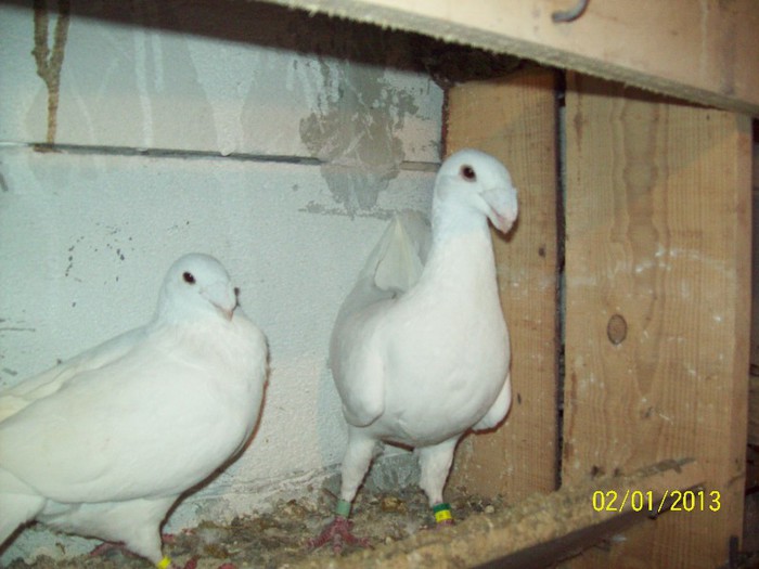 100_7041 - ARHIVA GERMANI DE FRUMUSETE