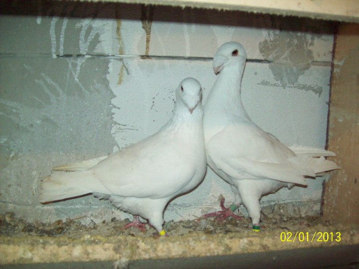 100_7045 - ARHIVA GERMANI DE FRUMUSETE