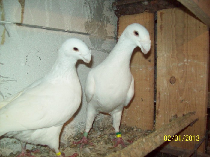 100_7046 - ARHIVA GERMANI DE FRUMUSETE