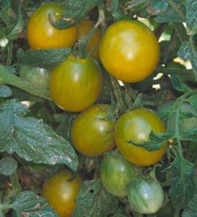 Romania 2012 Green Grape - TOMATOES in my GARDEN 2012