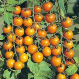 rosii cherry portocalii - TOMATOES in my GARDEN 2012