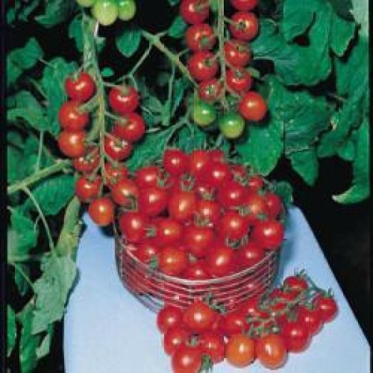 rosii cherry,gardeners delight