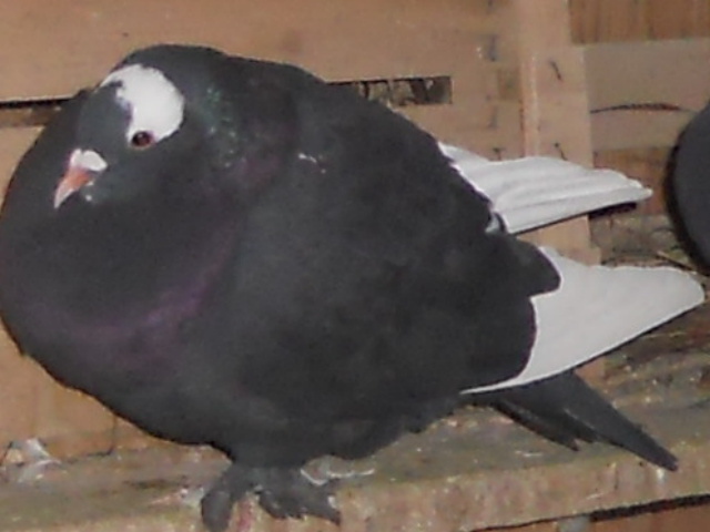 femela - porumbei