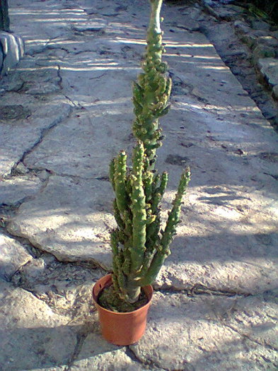 Fotogr.0068 - cactusi