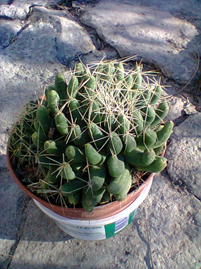 Fotogr.0070 - cactusi