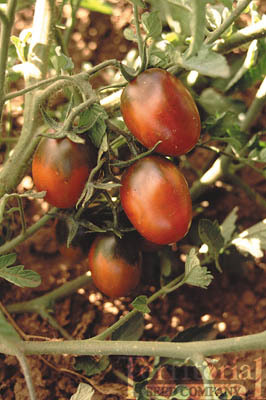 rosii cherry-prunisoare negre