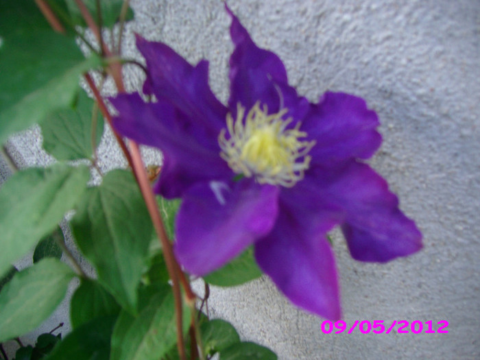 clematita