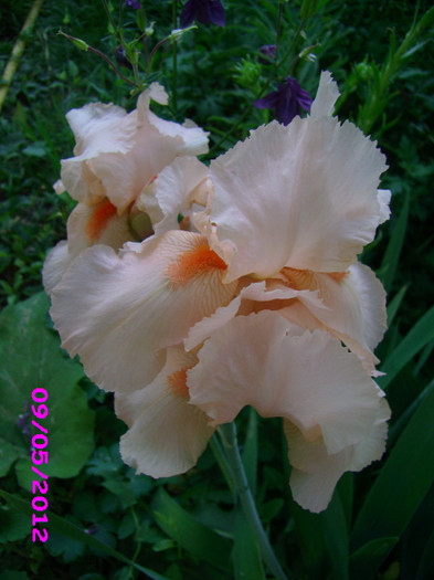 iris germanica