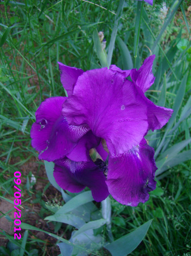 iris germanica - floricele
