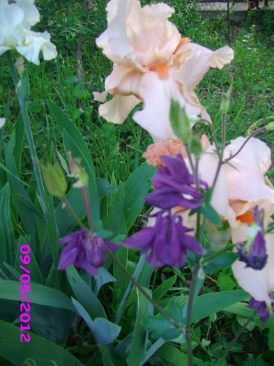 irisi germanica - floricele