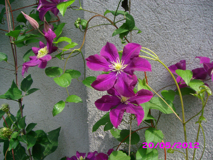 clematita - floricele