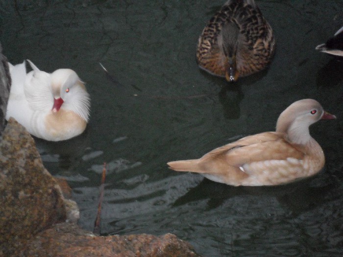 mascul alb si femela galbena mandarin