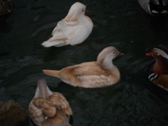 mandarine albe si galbene