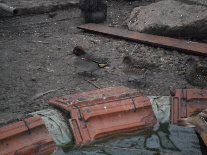 cirietoare europeana