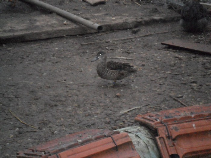 femela aripi albastre