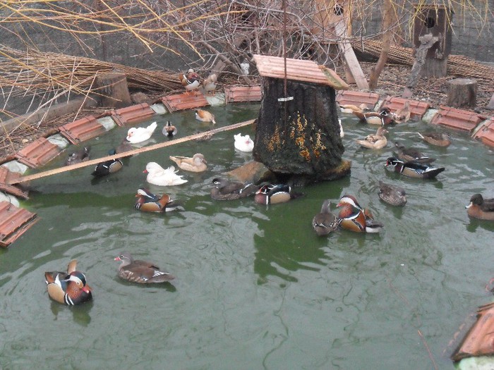 ratuste la scaldat dupa topirea ghetii